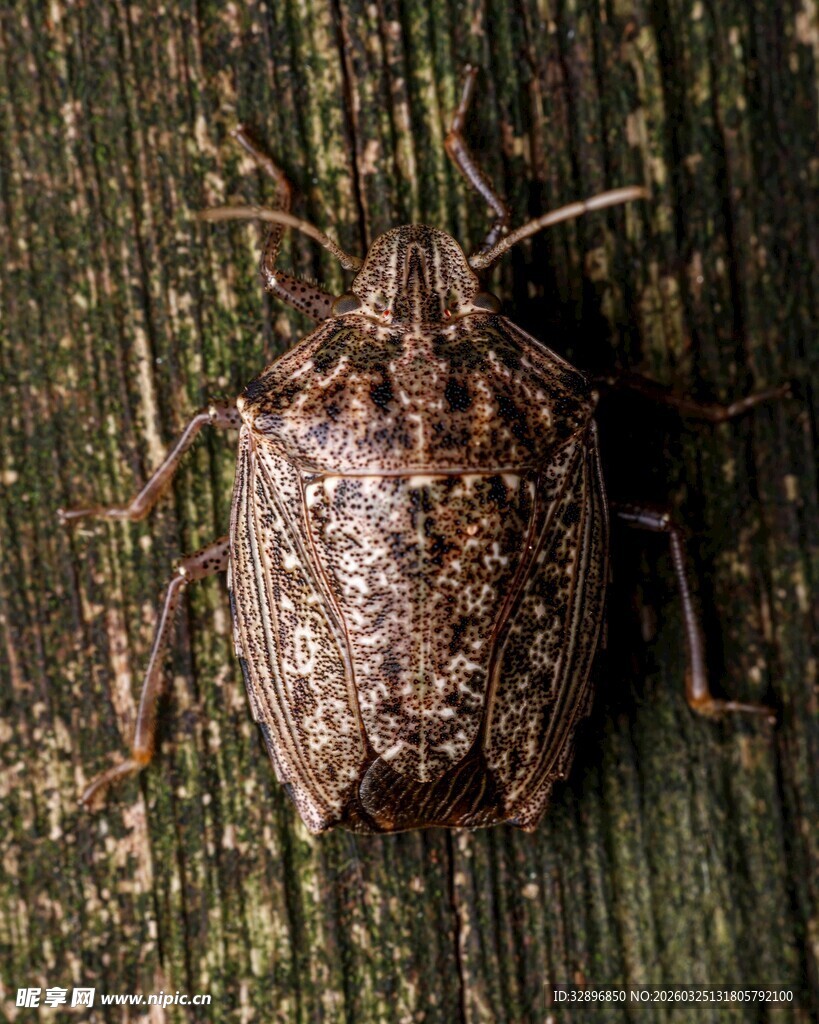 趴在木头上的褐色蝽虫