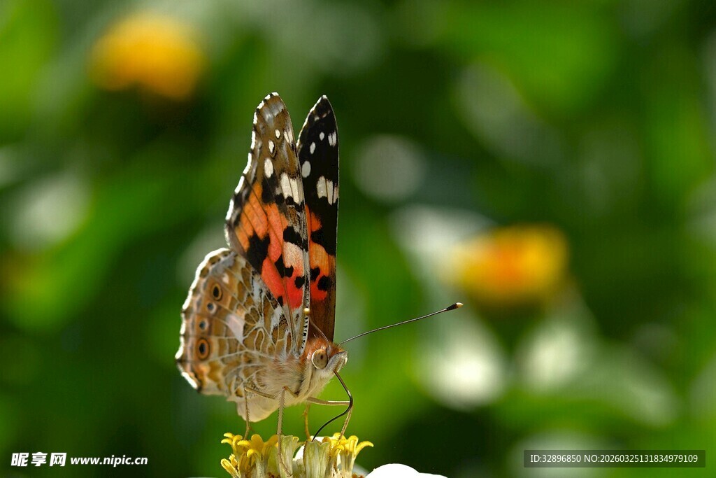 彩蝶停驻花朵瞬间