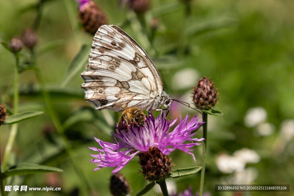 蝴蝶停驻于紫色花朵上