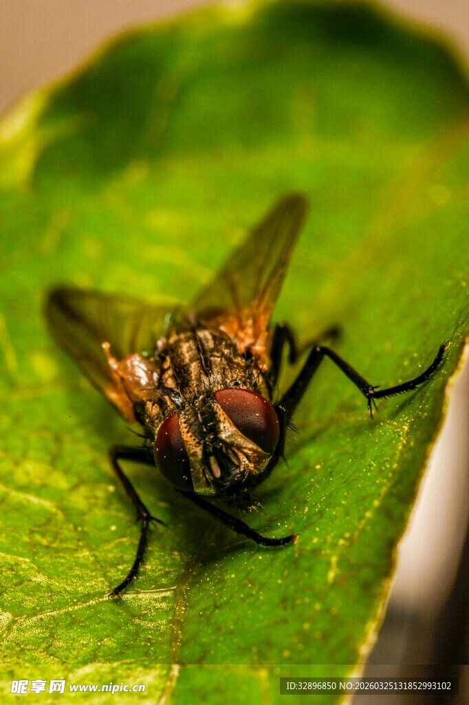 绿叶上停歇的一只苍蝇