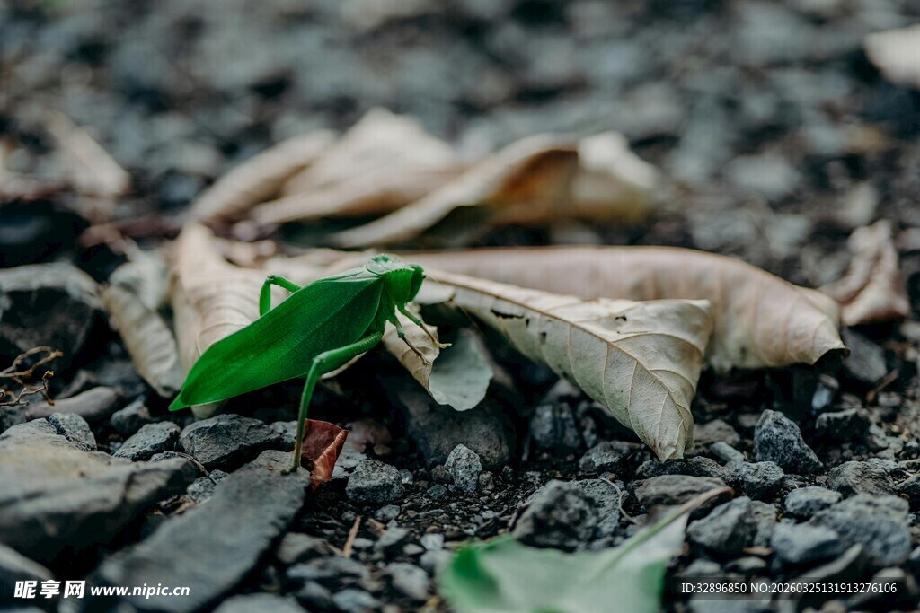 绿叶于碎石枯叶间绽放