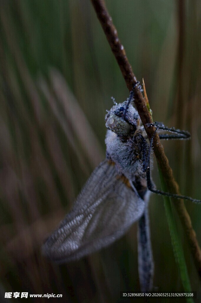 栖息于枝的蓝色蜻蜓