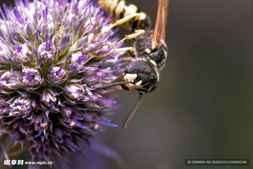 蜜蜂停留在紫色花朵上