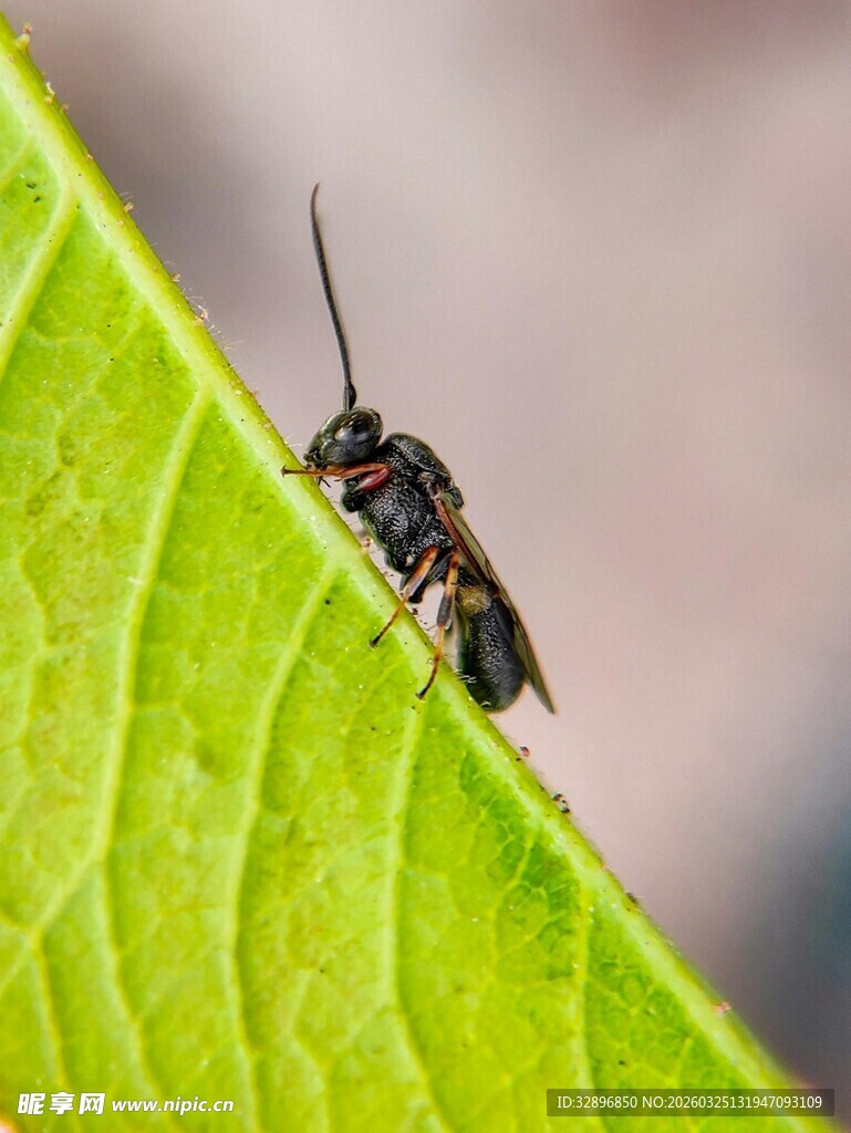 绿叶上的小蜂