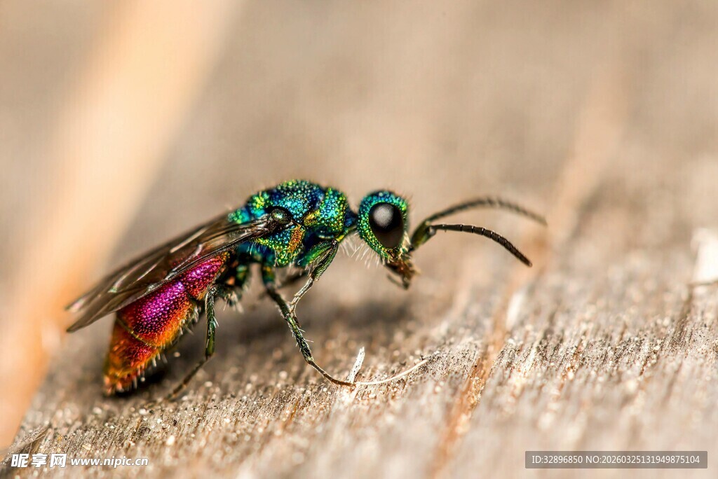 翠绿炫彩蜂停于木上