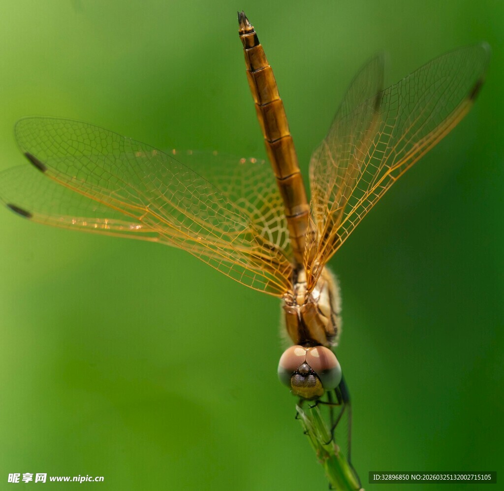 停驻的橙红色蜻蜓