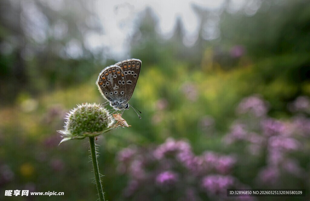 蝴蝶停驻于花草间