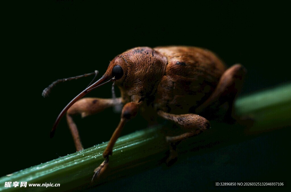 微距下的奇特小甲虫