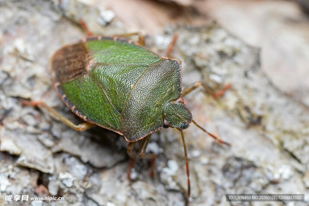 绿色蝽虫趴在粗糙岩石上