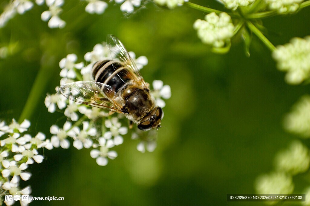 蜜蜂停留在白色小花上