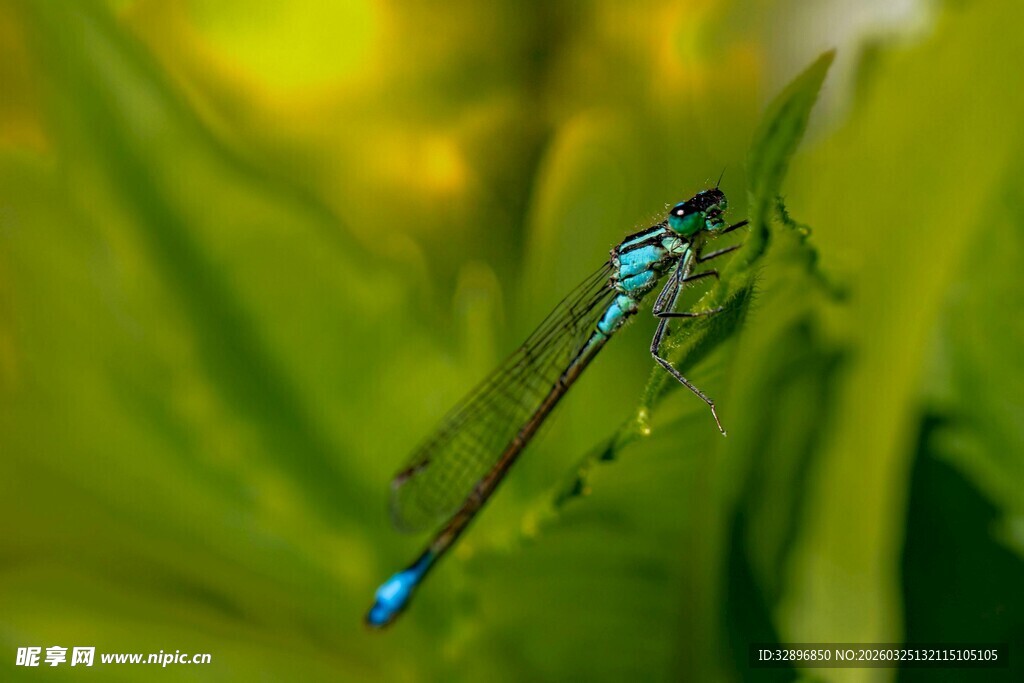 蓝蜻蜓停驻绿叶间