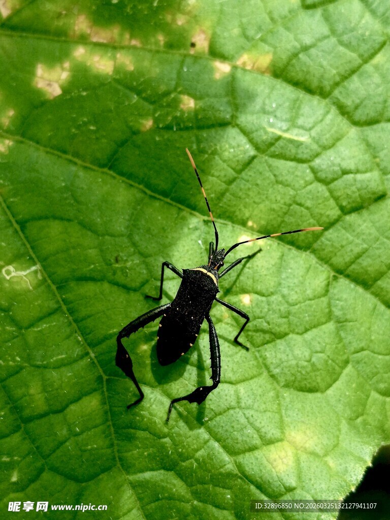 绿叶上的黑色甲虫