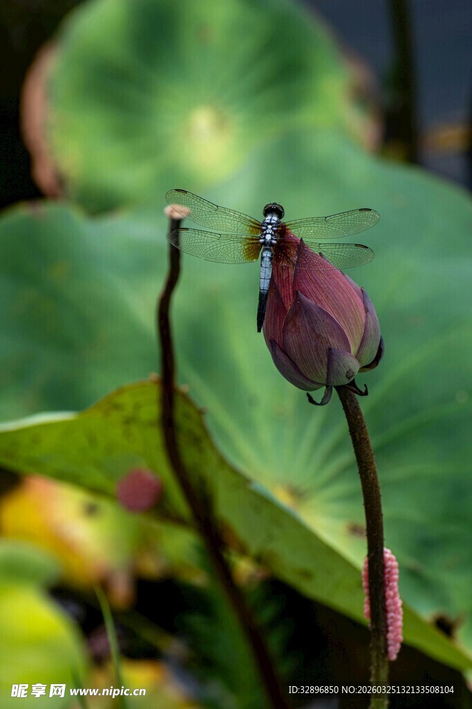 蜻蜓停驻于娇艳荷花上