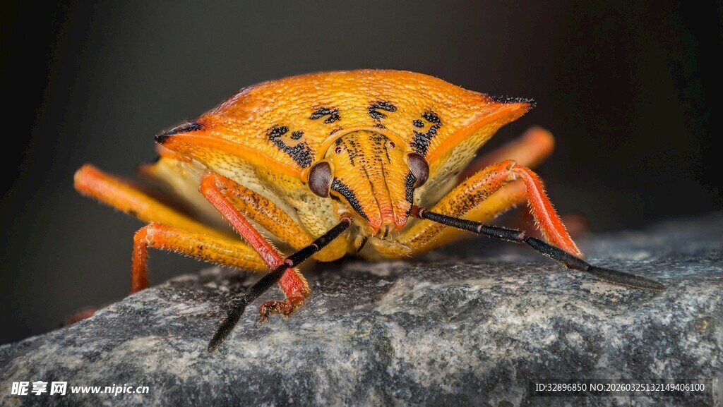 橙色蝽象特写