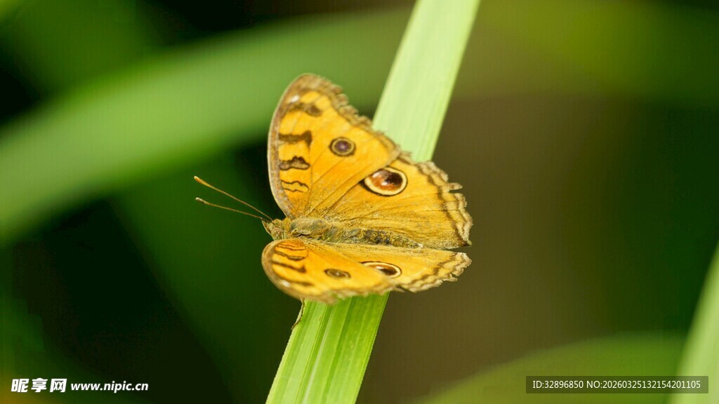 黄色蝴蝶停驻绿叶上