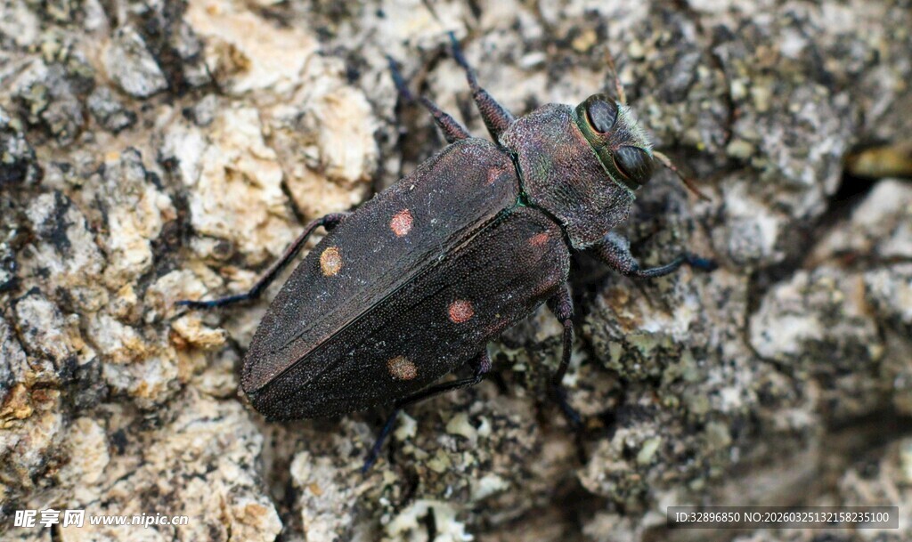 树干上的黑色甲虫