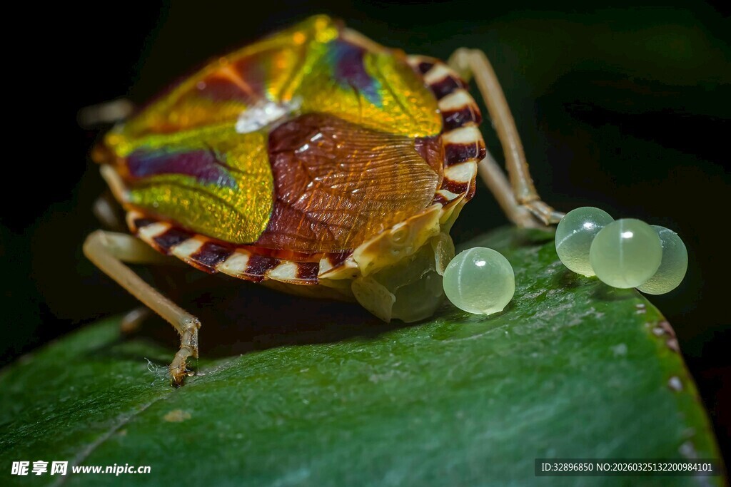 多彩青蛙产卵于绿叶上