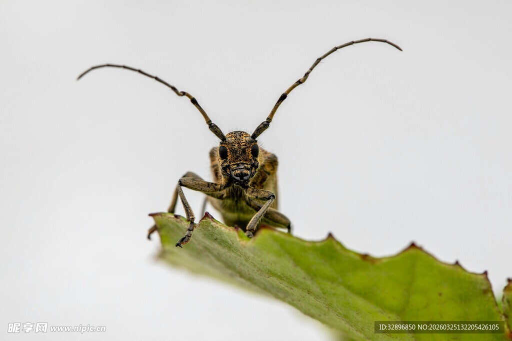 长触角甲虫栖息绿叶上