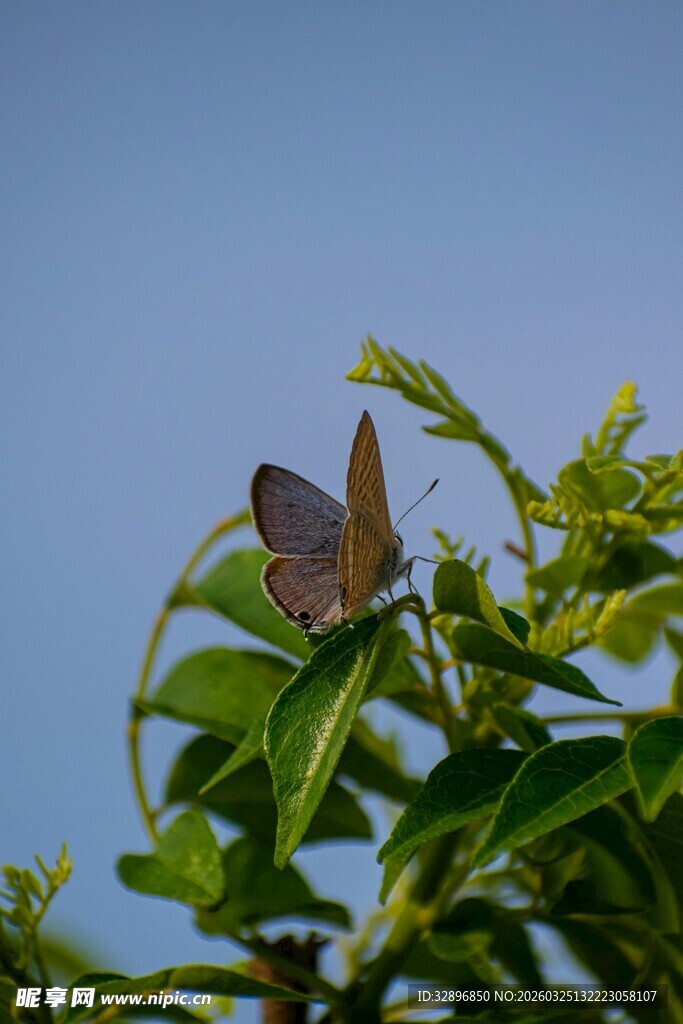 绿叶上停歇的美丽蝴蝶