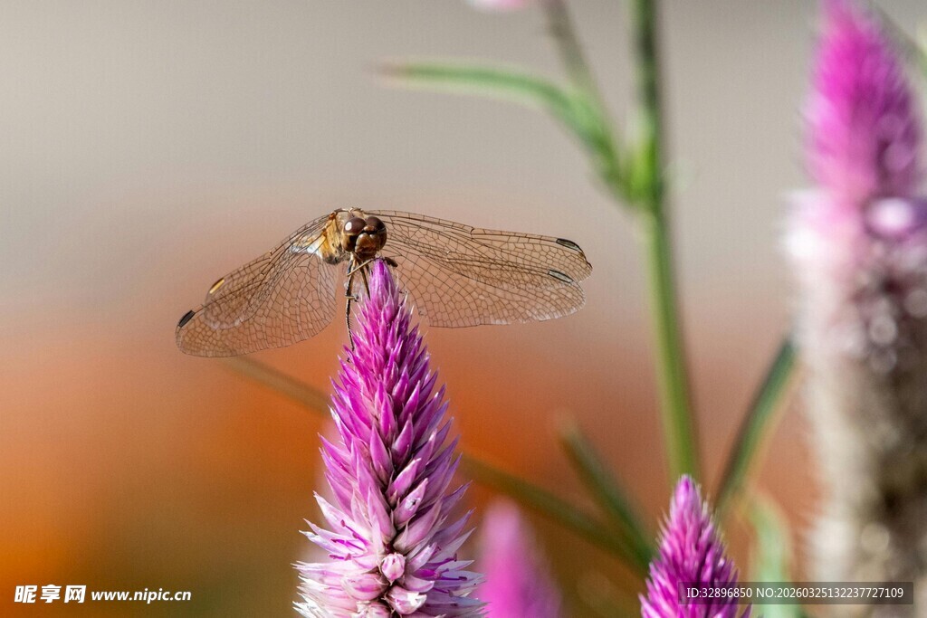蜻蜓停驻于紫色花朵上