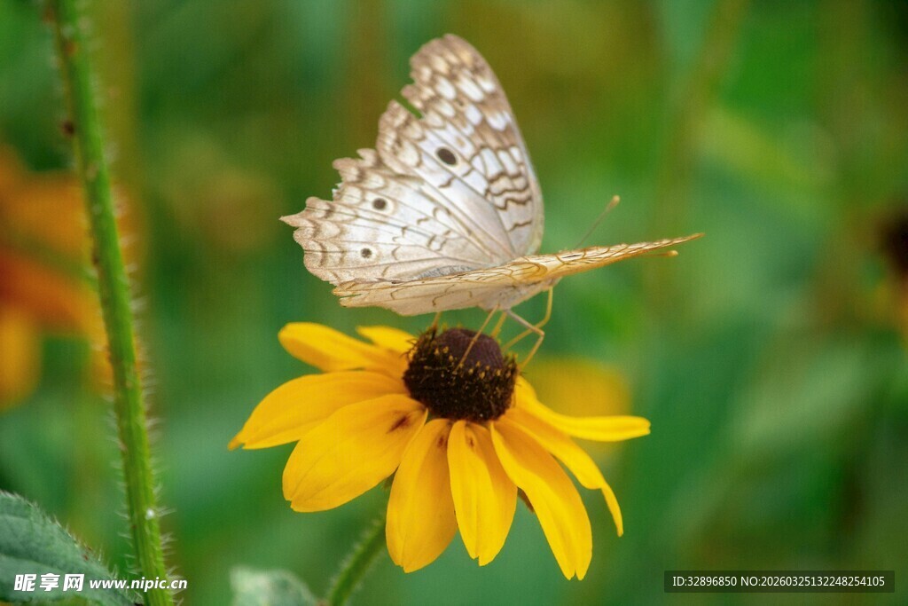 蝴蝶停驻黄色花朵上
