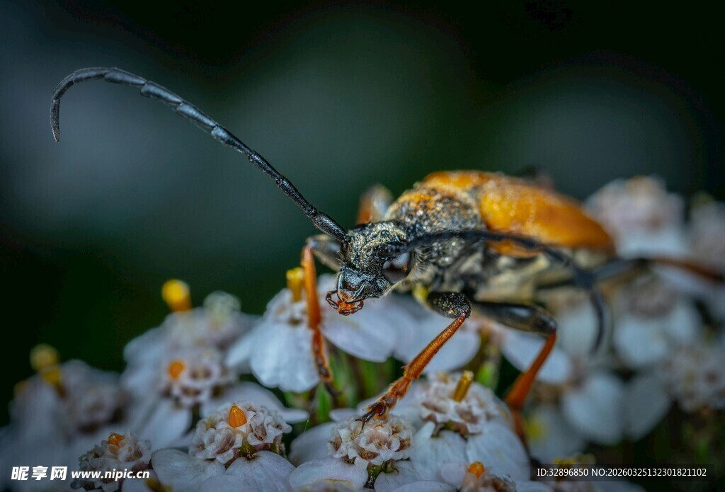 橙色甲虫停驻花朵上