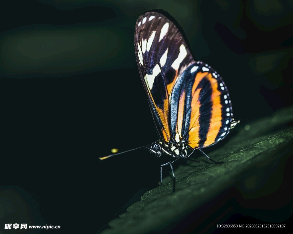 斑斓蝴蝶停于绿叶之上