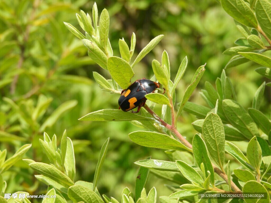绿叶上的黑红瓢虫