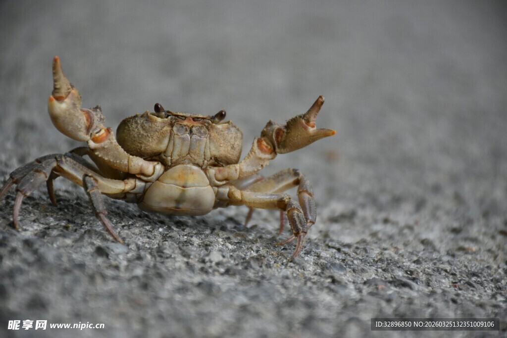 沙滩上的小螃蟹
