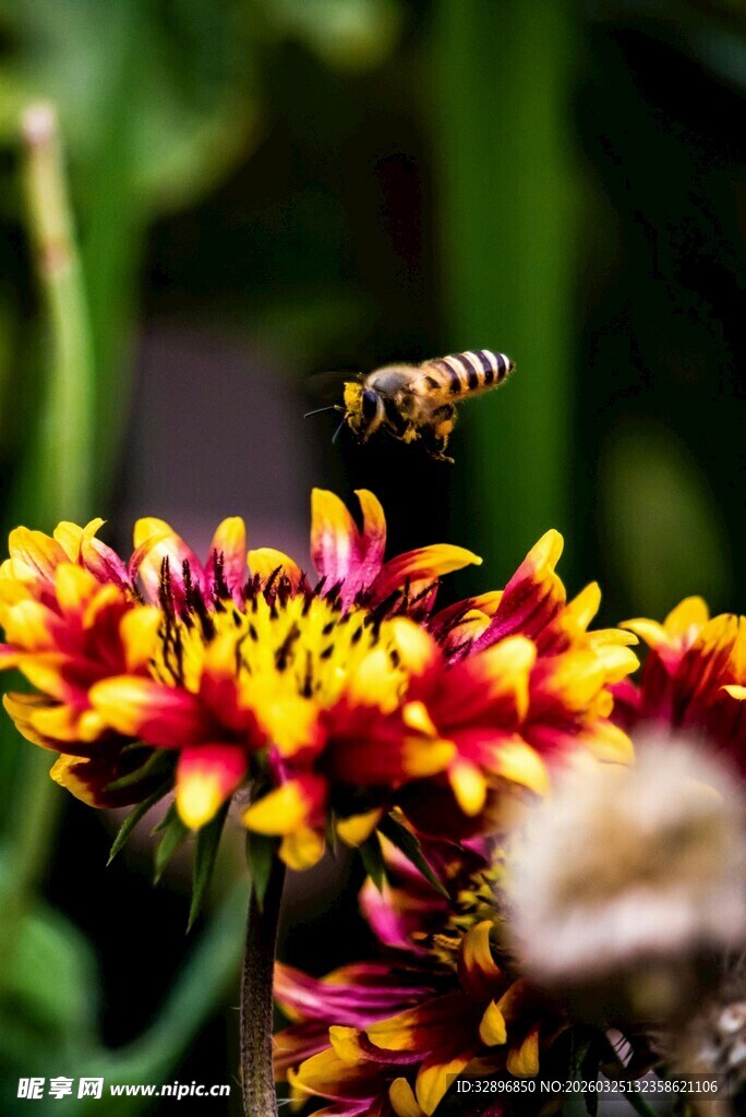 蜜蜂采蜜于绚烂花朵间