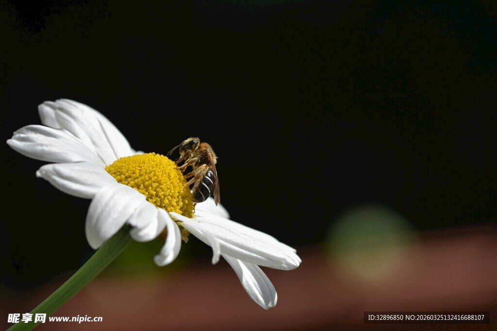 蜜蜂采蜜于白色雏菊上