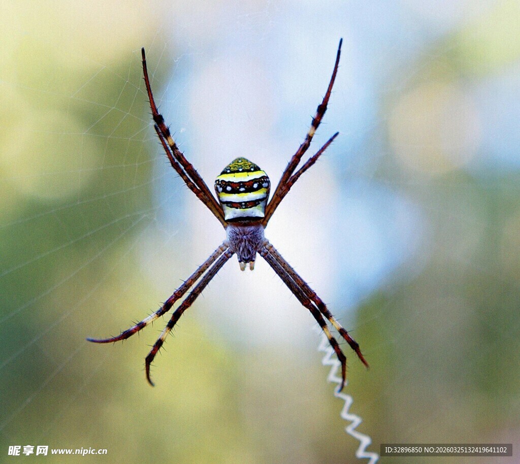 横纹金蛛特写