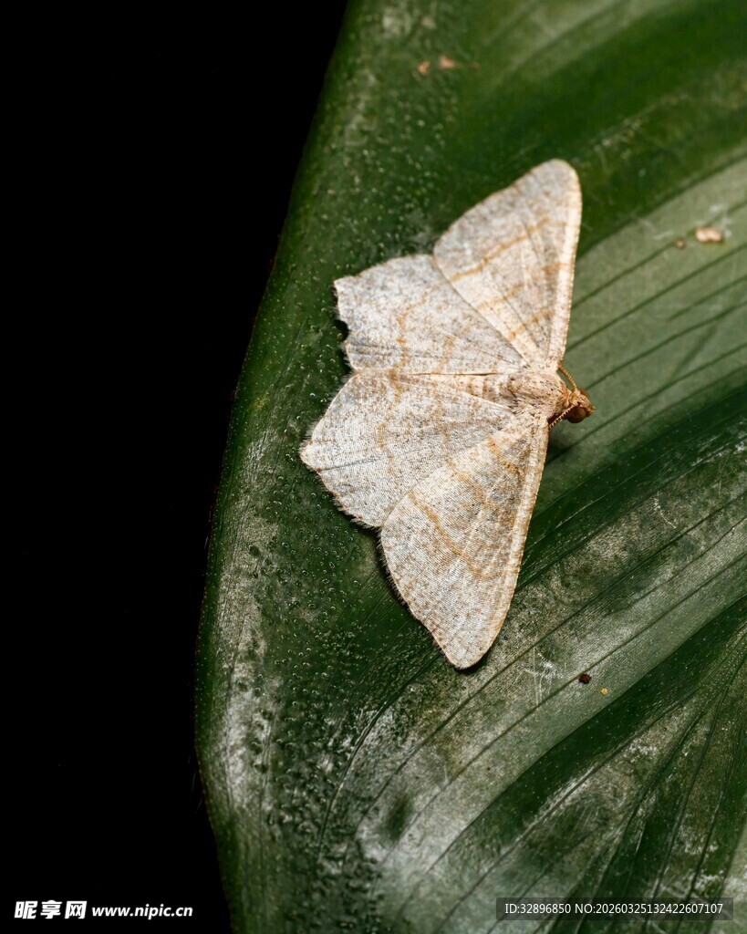 叶上栖息的浅色蛾子