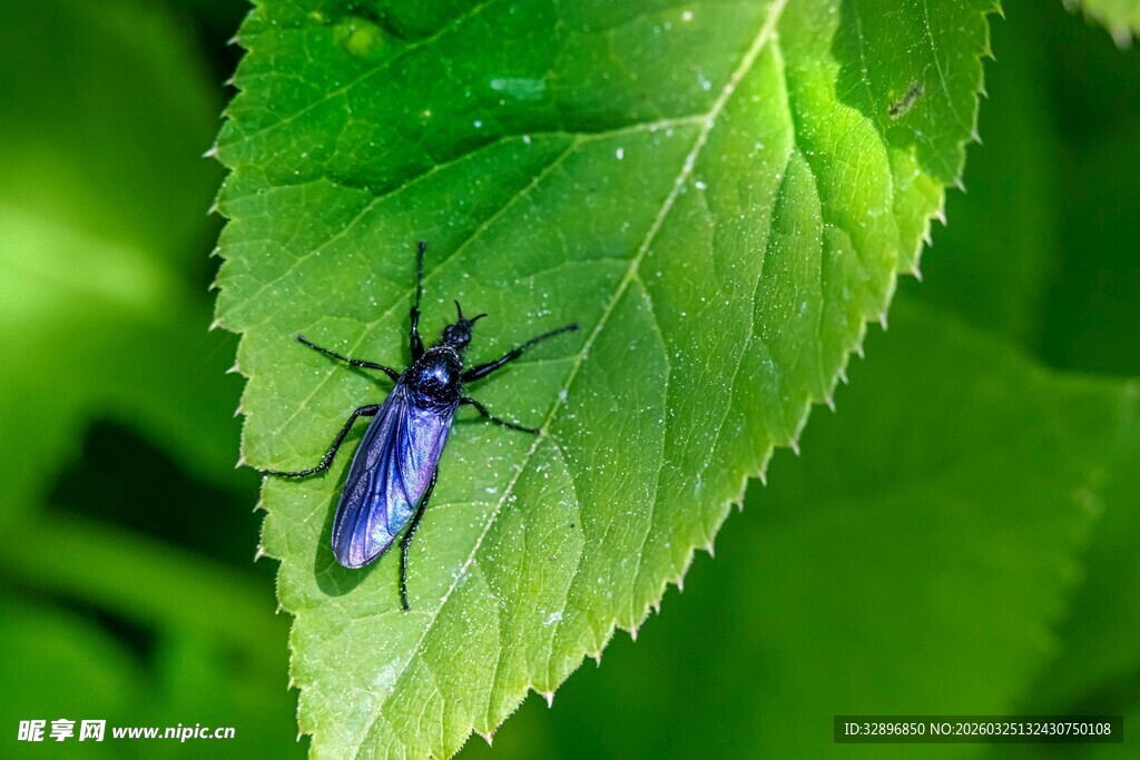 绿叶上的蓝色甲虫