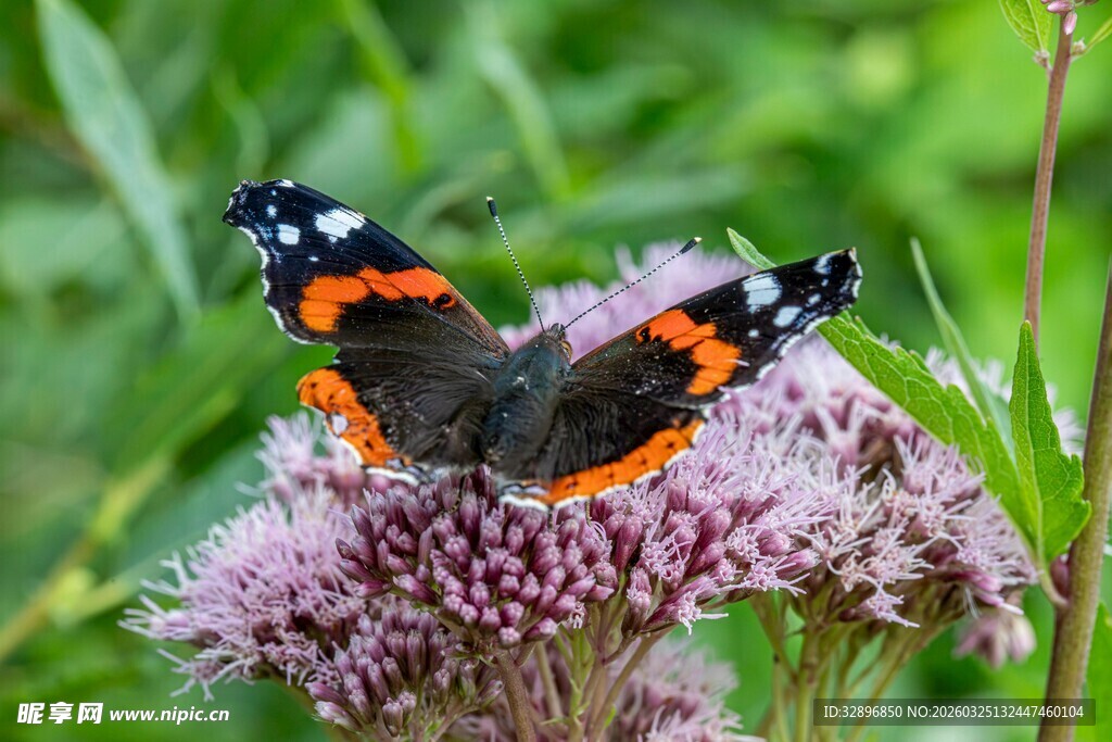 红黑斑蝶停于紫花之上