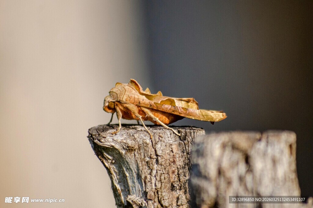 木头上的橙黄色昆虫