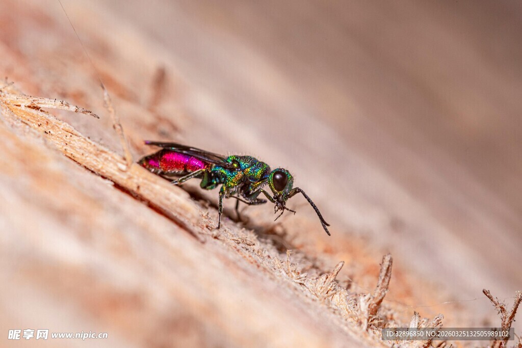 多彩甲虫栖息于木表面