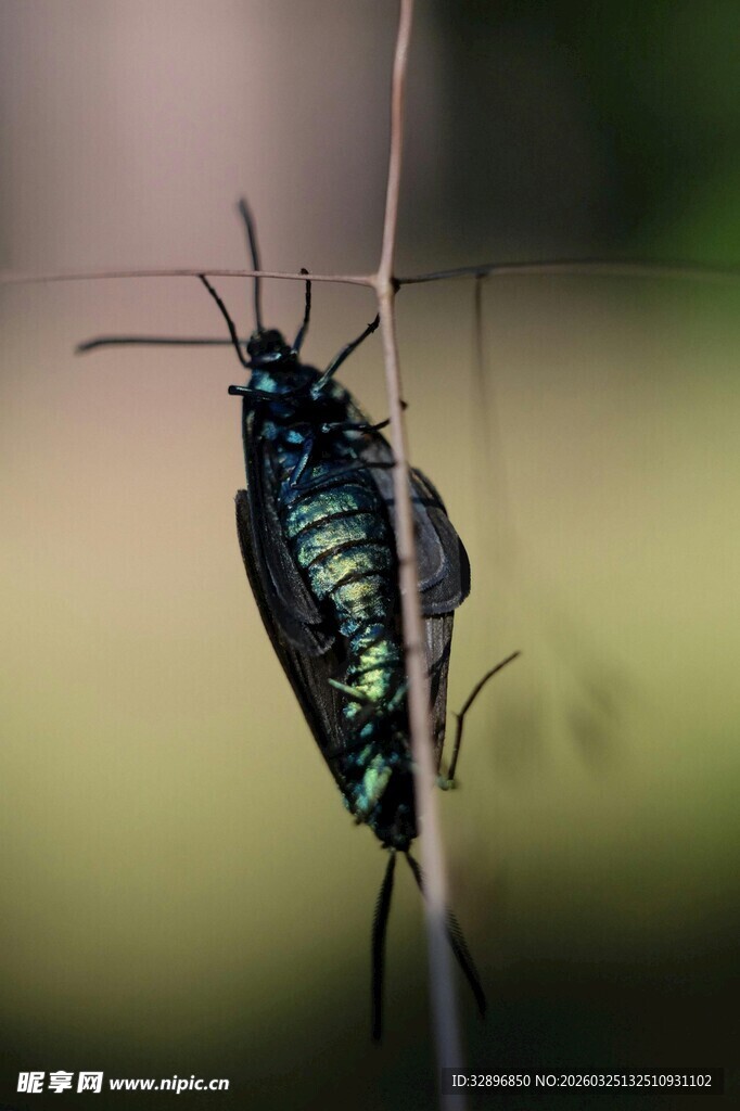 翠绿彩蝶停驻细枝上