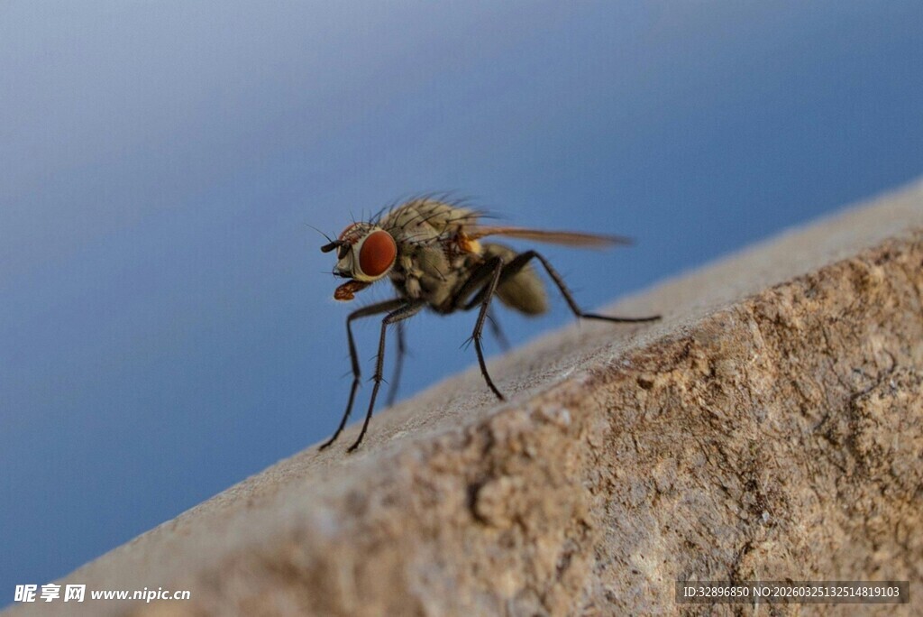 石上停驻的一只苍蝇