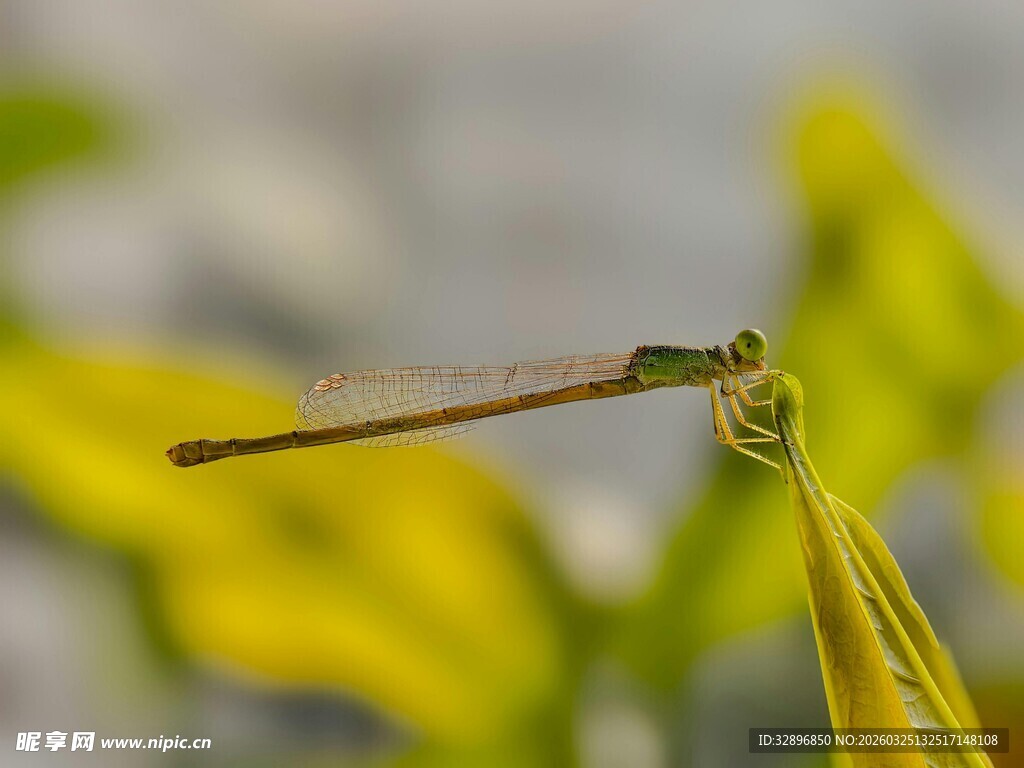 停在叶片上的精致小蜻蜓