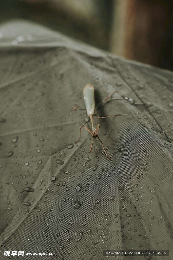 叶片上的白色小虫子