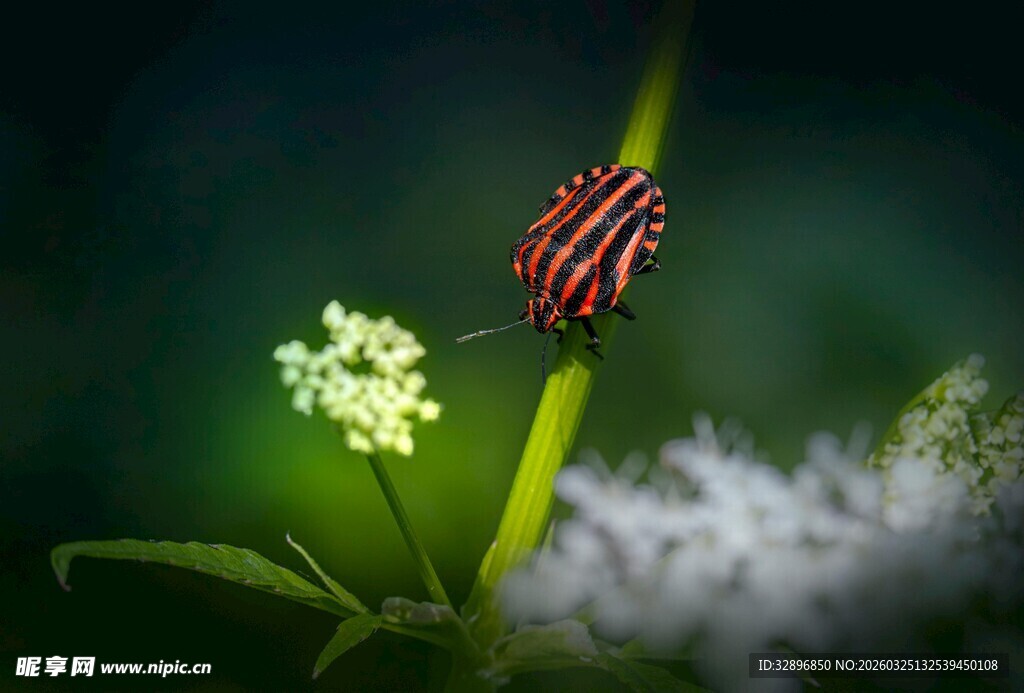 草丛中的条纹甲虫与白花