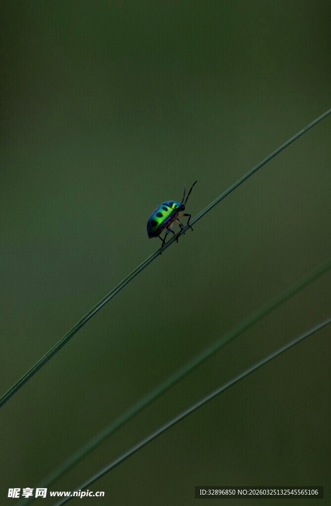 绿叶上的甲虫