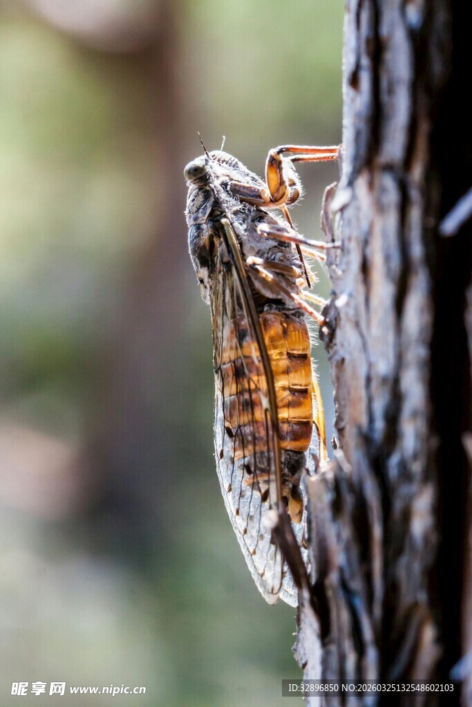 树干上的蝉