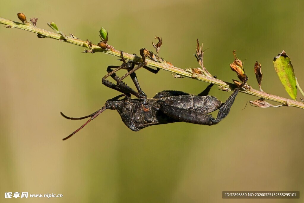 倒挂树枝的奇特昆虫