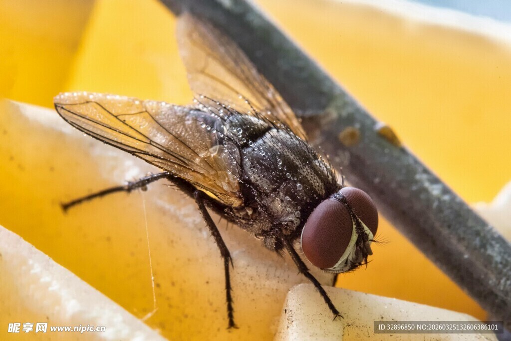微距下的苍蝇特写