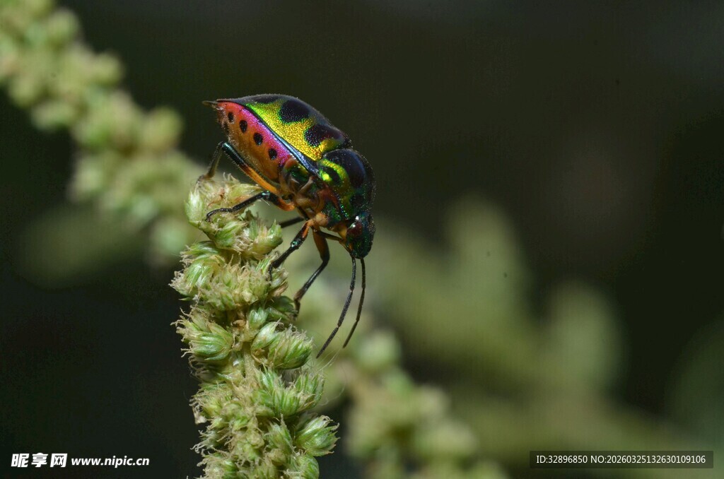 多彩甲虫栖息绿植之上