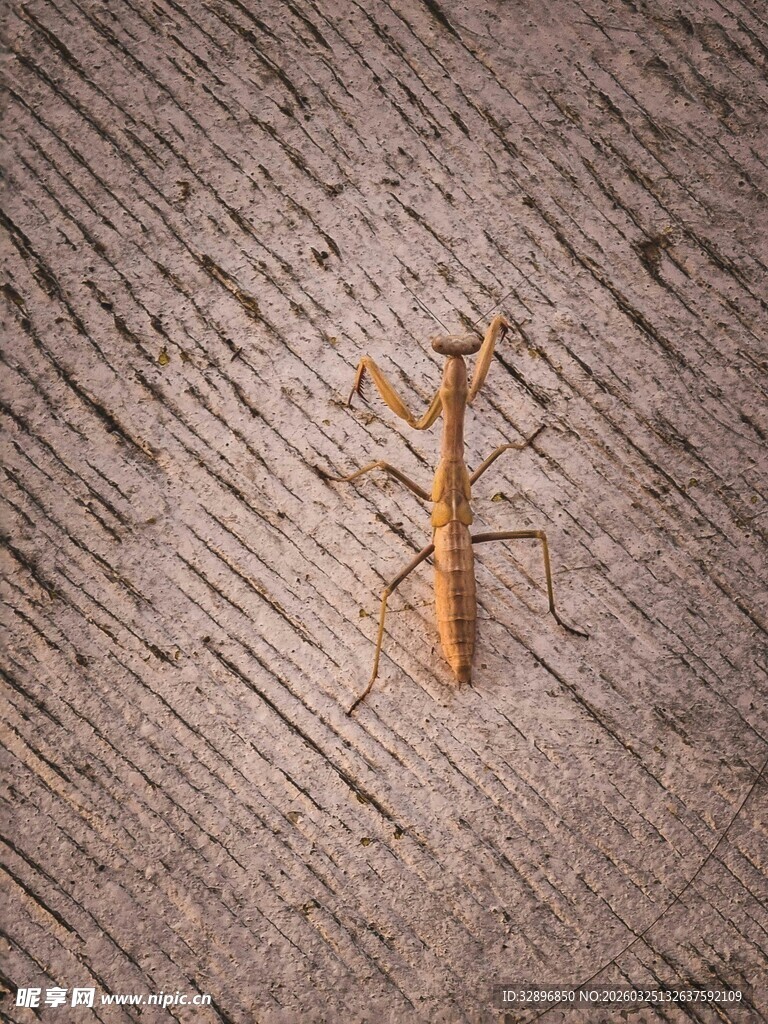 木面上的细长橙色昆虫