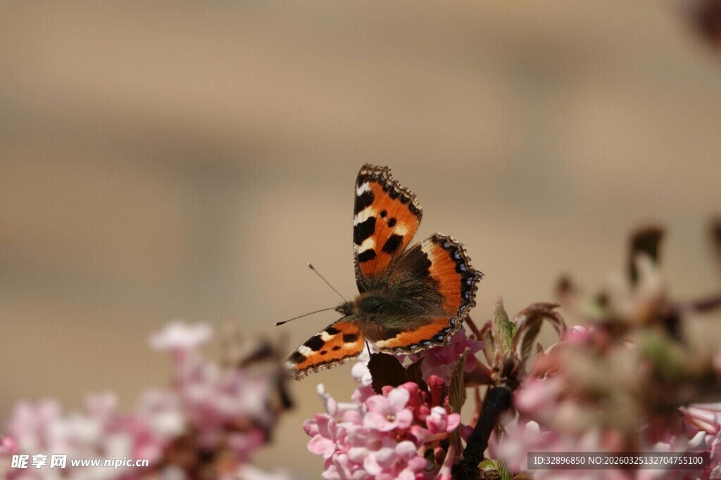 蝴蝶停驻于繁花之上