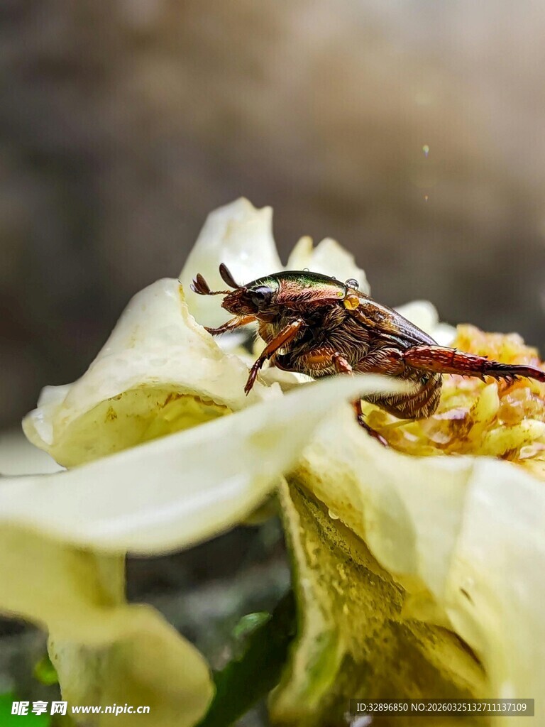 花朵上的棕色昆虫